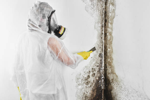 Mold Removal and Inspection in Stockton, IL