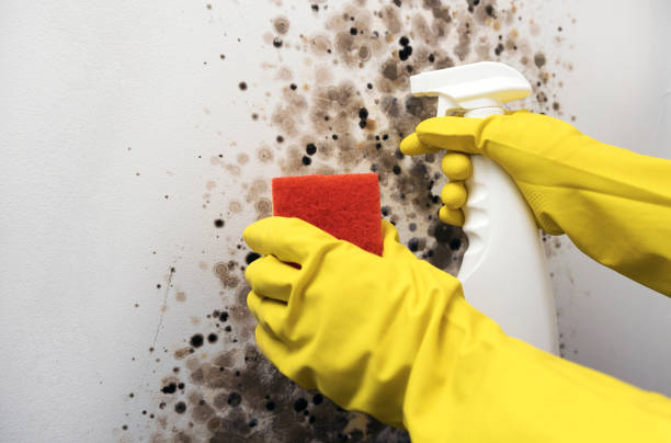 Best Office Mold Removal Services  in Stockton, IL