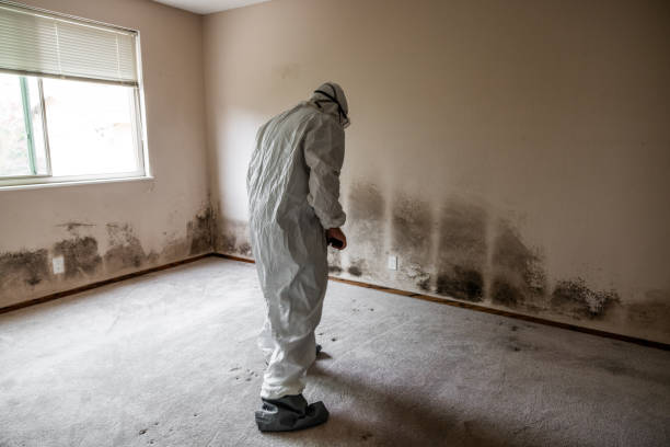 Best Mold Damage Repair  in Stockton, IL
