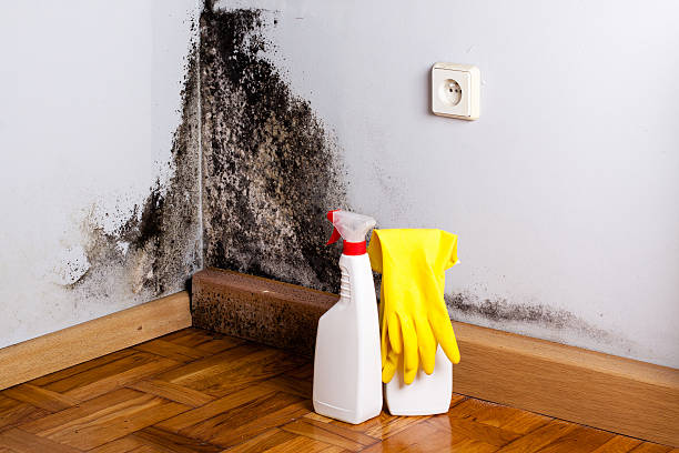 Best Local Mold Removal Service  in Stockton, IL