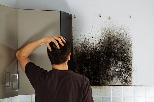 Best Affordable Mold Removal  in Stockton, IL