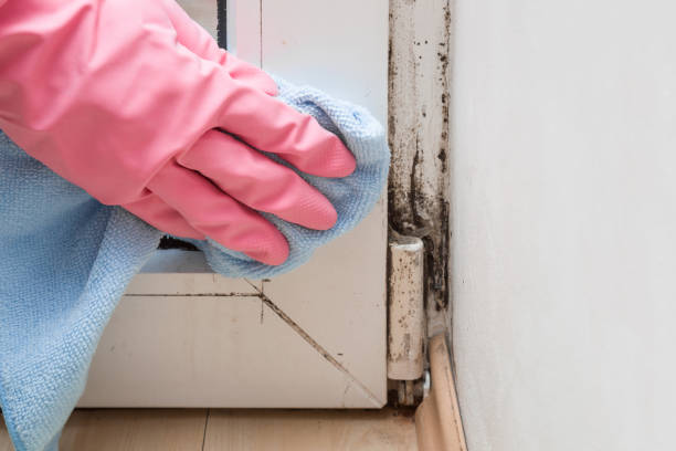 Office Mold Removal Services in Stockton, IL